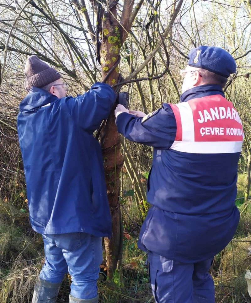 Yaban hayatı için foto kapanlar kuruldu
