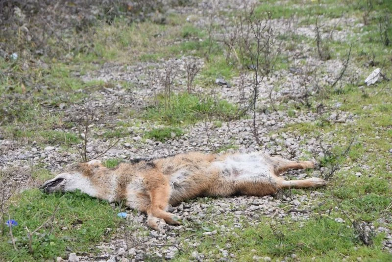 Otomobilin çarptığı çakal telef oldu
