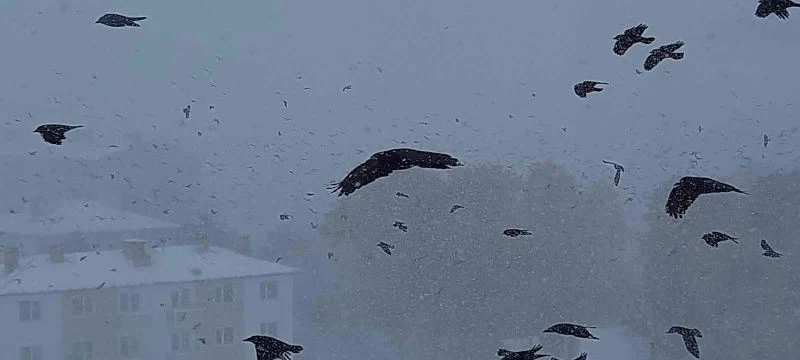 Tipiye yakalanan kuşların zor anları
