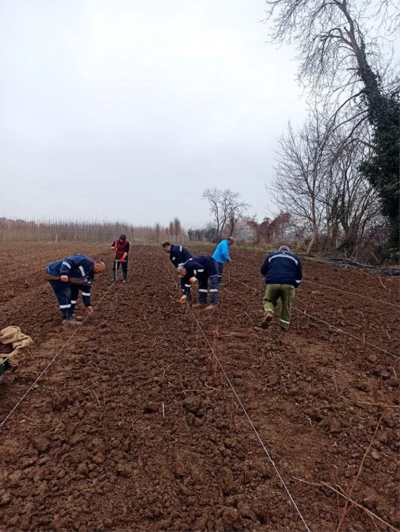 10 bin çuha fide toprak ile buluştu
