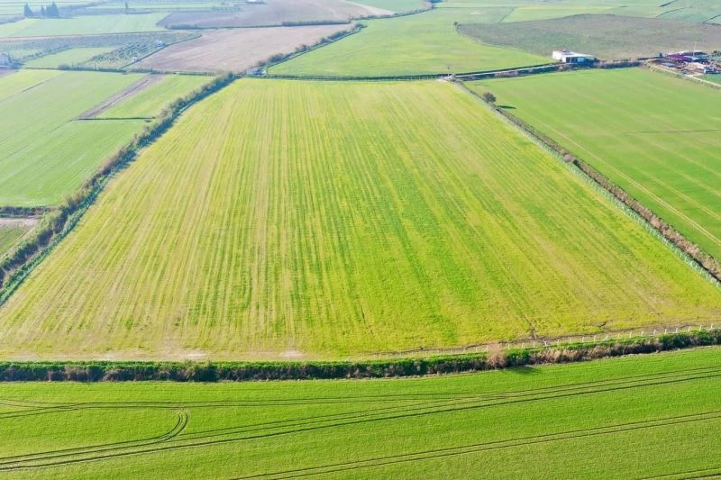 Didim’de tarlaya ekilen buğdaylar büyümeye başladı
