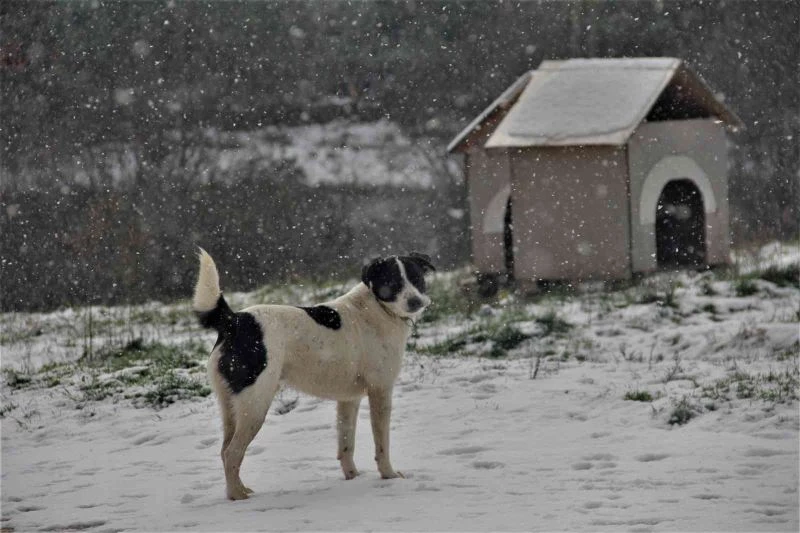 Sahibinden şiddet görmüştü artık yeni evi burası
