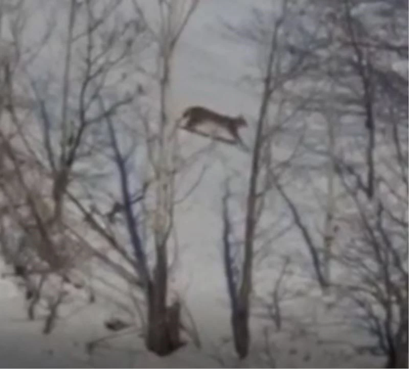 Kırmızı listede yer alan vaşak Tunceli’de görüntülendi
