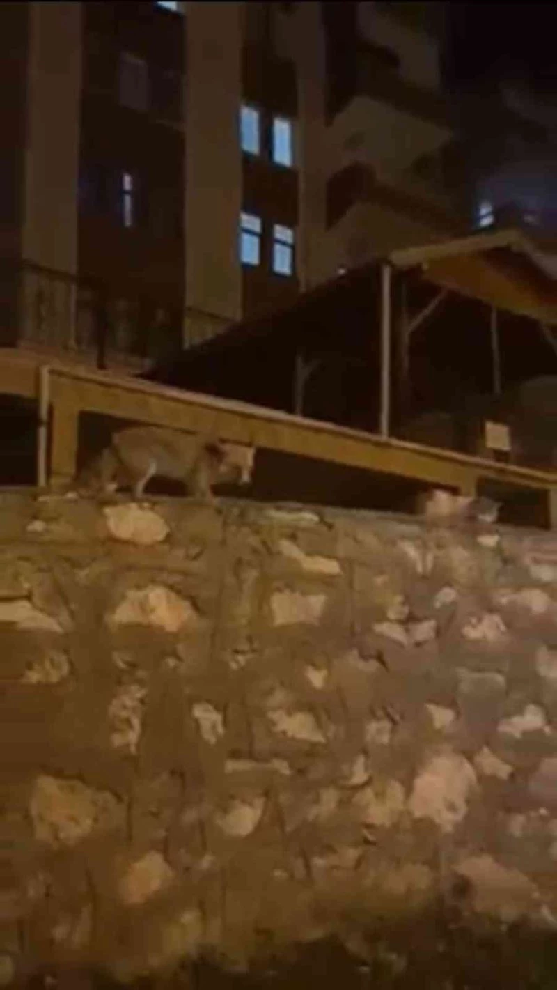 Tilki ile kedi yiyeceklerini bölüştü
