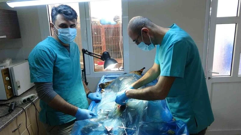 Veterinerler barınaklara teslim edilen yasaklı ırkları kısırlaştırmaya yetişemiyor
