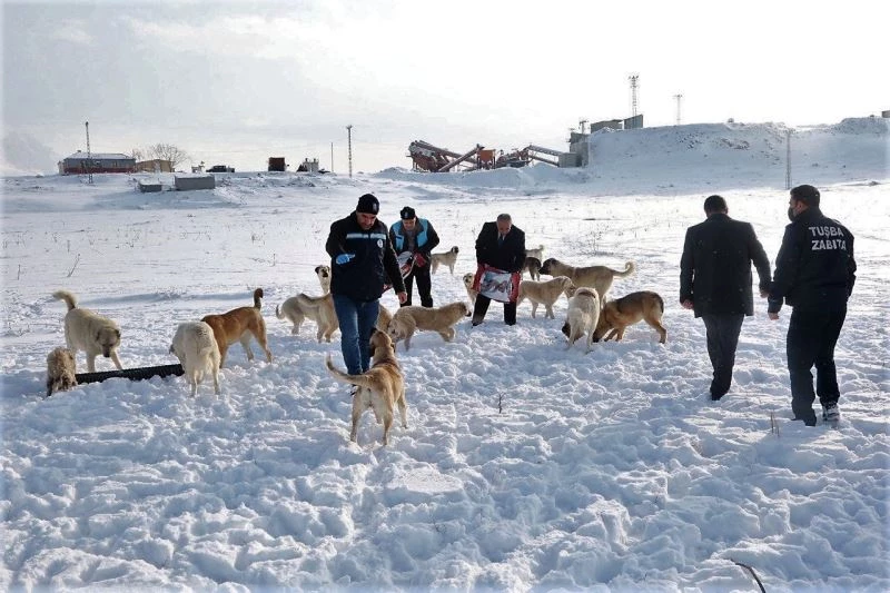 Van YYÜ’deki sokak hayvanları Tuşba Belediyesine emanet
