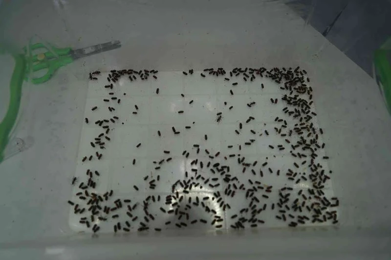 Karadeniz bölgesinde kestane ağaçlarını yok eden gal arısıyla mücadele başlıyor
