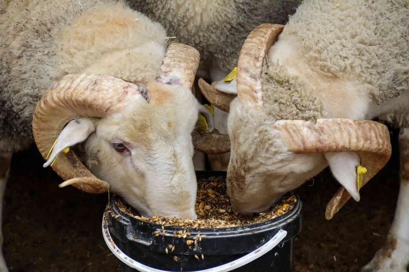 Dövizdeki düşüş üreticiyi umutlandırdı
