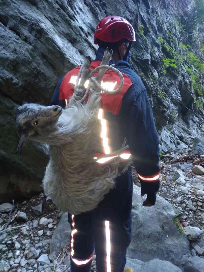 Kanyona düşen oğlak itfaiye tarafından kurtarıldı
