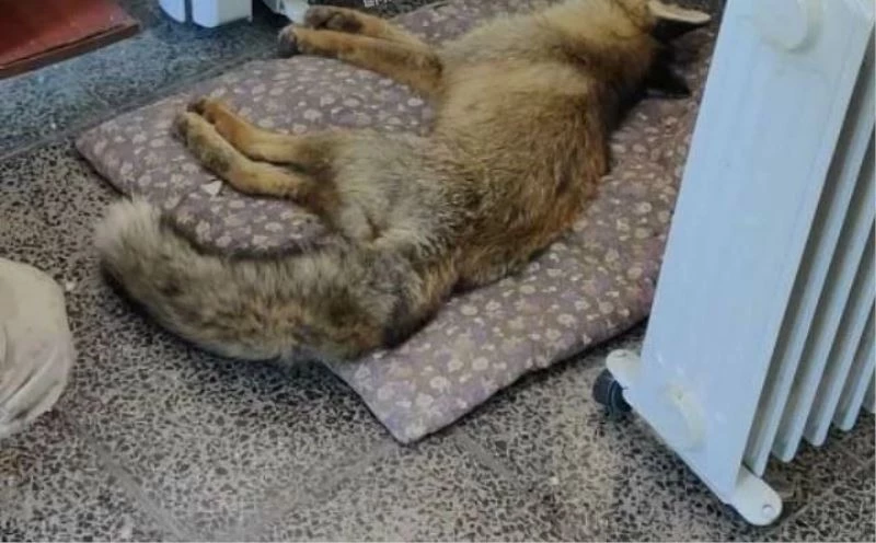 Donmak üzere olan tilkinin yardımına korucu yetişti
