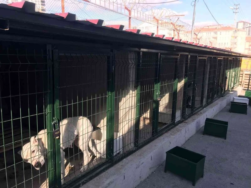 Hayvan barınakları tehlikeli ırklar ile doldu
