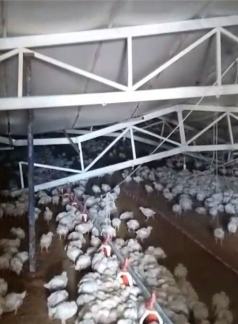 Çiftliğin çatısı kar nedeniyle çöktü, binlerce tavuk telef oldu
