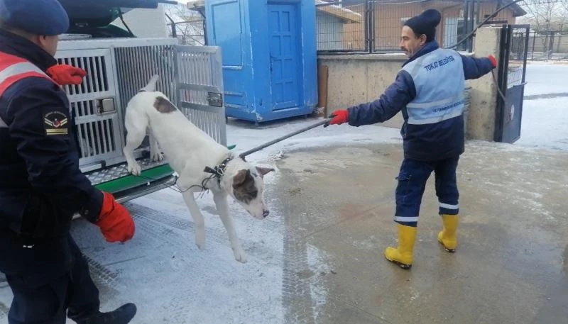 Yasaklı ırk köpek besleyene 29 bin lira ceza uygulandı
