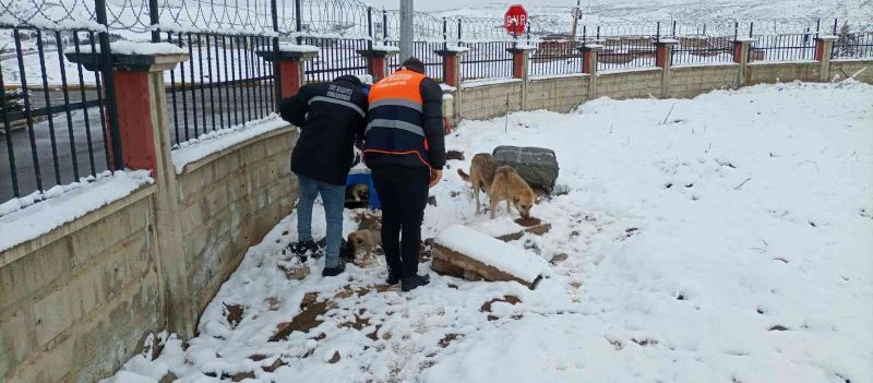 Siirt Belediyesi sokak hayvanları için yem bıraktı
