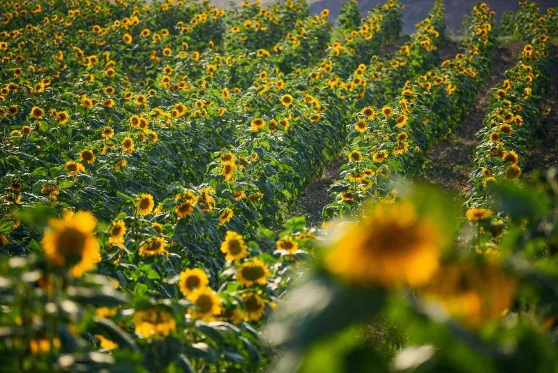 Kahramankazan Belediyesi’nden çiftçilere yüzde 75 hibeyle yağlık ayçiçeği tohumu desteği

