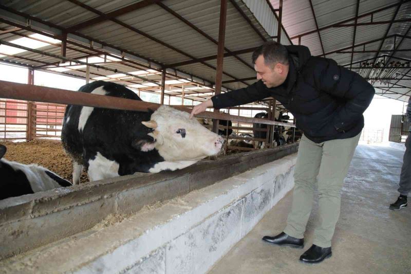 Seferihisar’da 150 üreticinin süt krizi çözüldü: Sütleri Tarım Kredi Kooperatifi satın alacak
