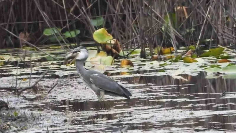 Buz tutan gölde yaşam mücadelesi

