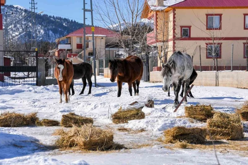 Mersin’de yılkı atları ve köpekler için doğaya yem bırakıldı
