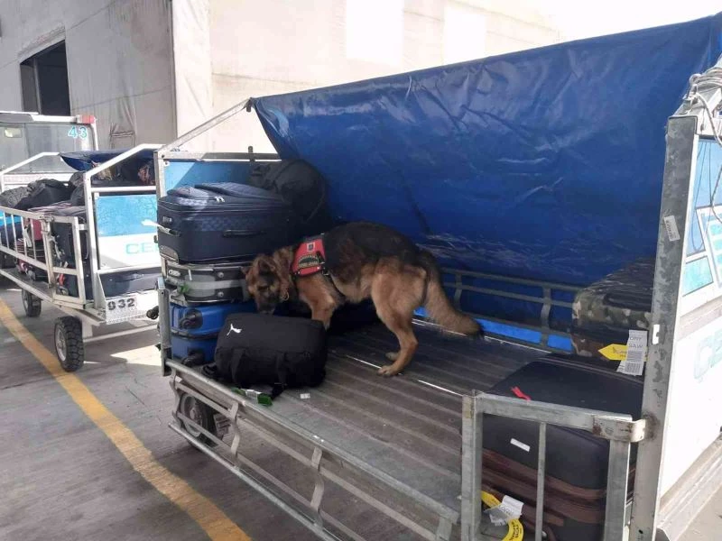 Havalimanındaki şüpheli çantaları “Haylaz” ve “Ilık” kontrol ediyor
