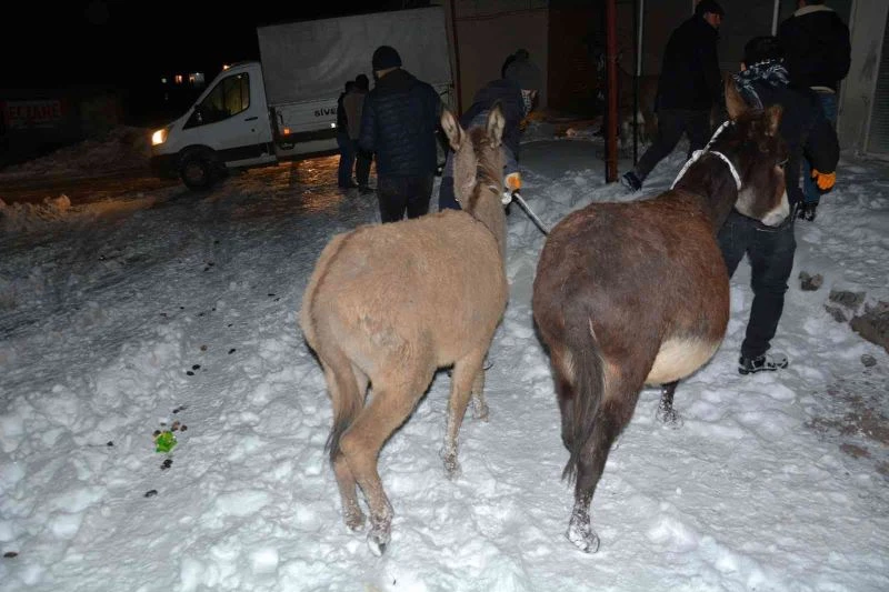 Siverek’te donma tehlikesi geçiren eşekler toplandı
