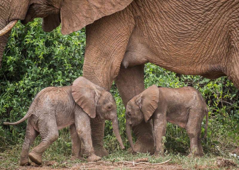 Kenya’da nadir olay: Fil ikiz doğurdu
