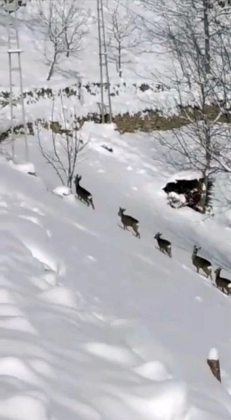 Karda aç kalan karacalar köye indi
