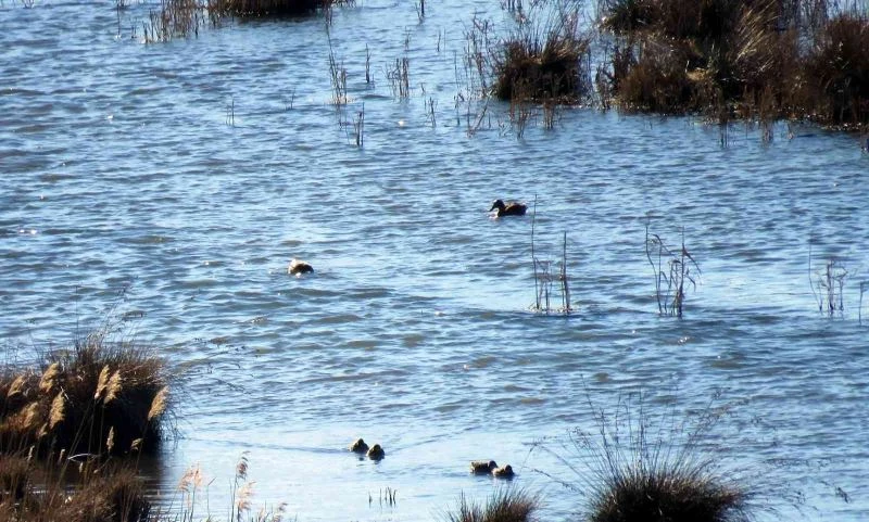 Erzincan’da su kuşu sayımı yapıldı
