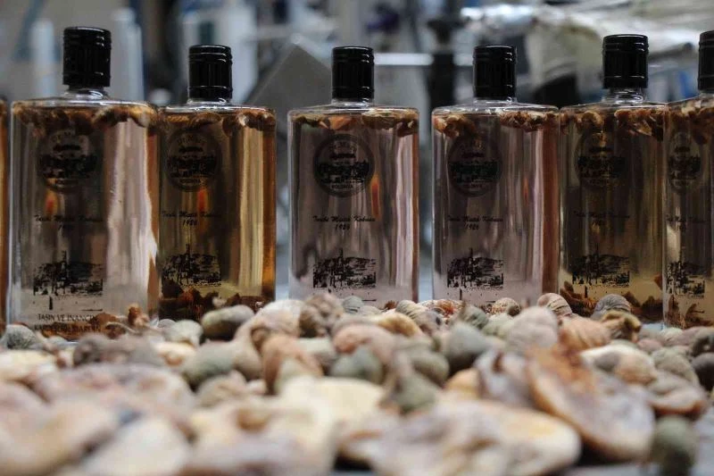 Mardinli mühendisten incir kolonyası
