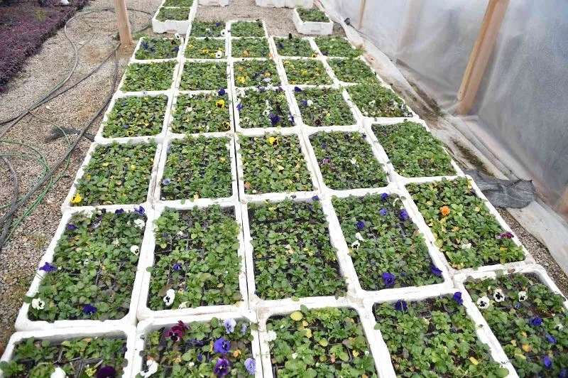 Başkentte çiçek üreticilerinin yüzü gülüyor
