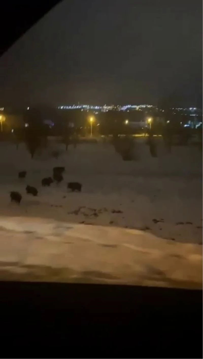 Karda yiyecek bulmakta zorlanan domuz sürüsü şehir merkezine indi
