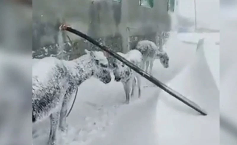 Donmak üzere olan eşeklere sahip çıkan genç: 