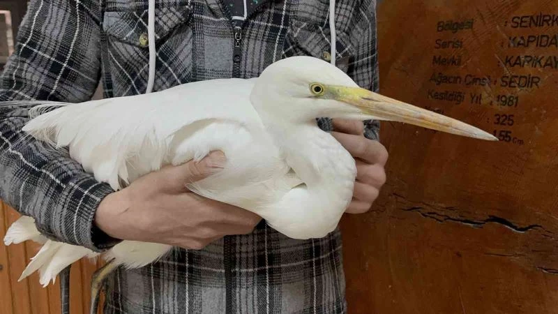 Isparta’da soğuktan donmak üzere olan büyük ak balıkçılı kurtarıldı
