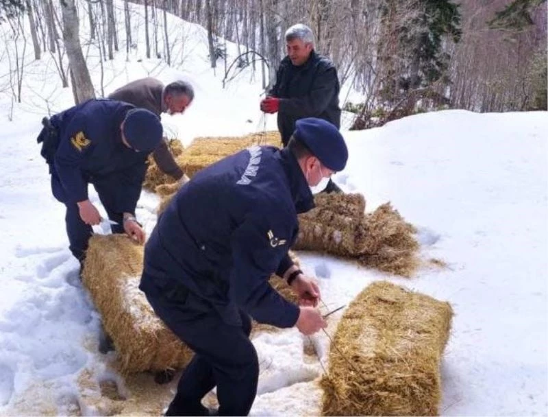 Yaban hayvanlarının yemleri jandarmadan

