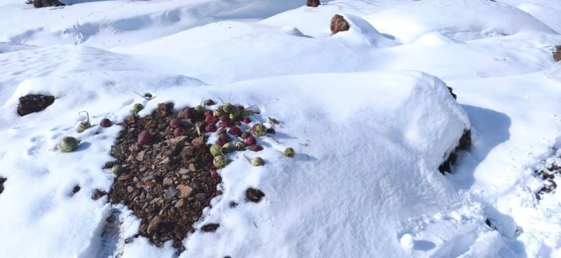 Tatil günlerinde sırtında yem torbasıyla dağ dağ dolaşıyor
