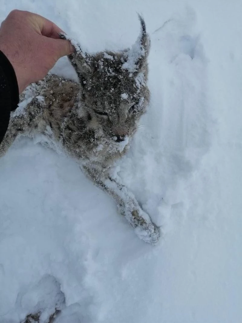 Tufanbeyli’de vaşak donarak öldü
