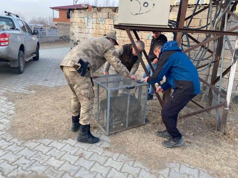Jandarma personeli tarafından başıboş bulunan pitbull barınağa götürüldü
