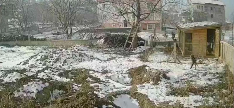 Sokak köpeklerinin kümese saldırdığı anlar böyle görüntülendi
