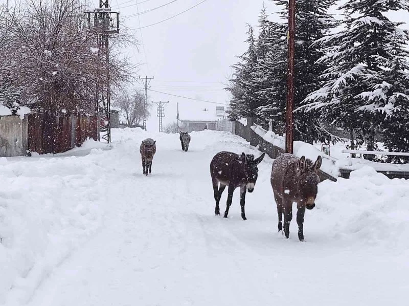 Bingöl’de yürekleri sızlatan görüntü: Yaz aylarında çalıştırılan eşekler, kışın ölüme terk edildi

