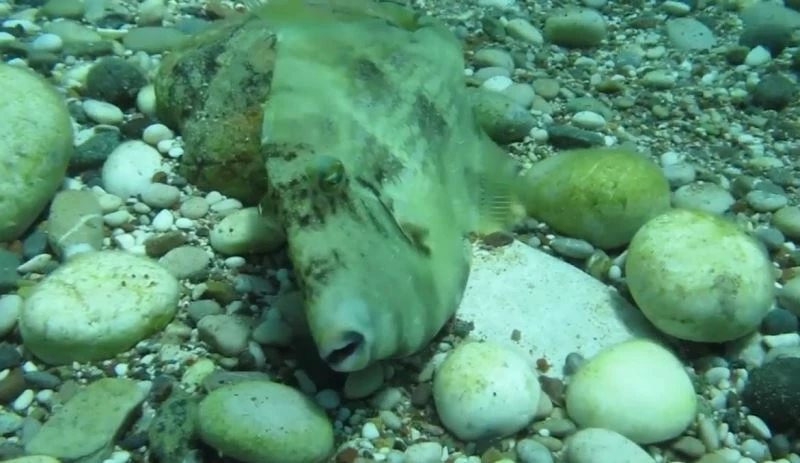 Taş taklidi yaparak kamufle olan domuz balığı sualtı kamerasında
