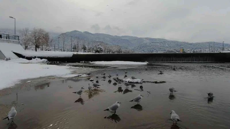 Buz tutan deredeki martıların kar banyosu drone ile görüntülendi
