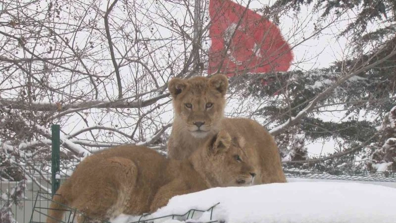 Başkent’in aslan ve kaplanları karla buluştu
