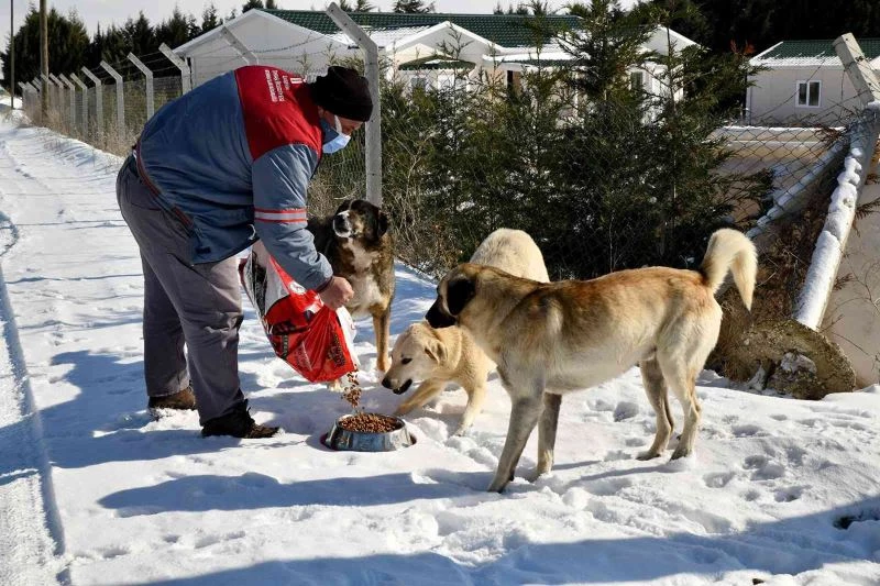 Tepebaşı Belediyesi yiyecek bulmakta zorluk çeken sokak hayvanlarını unutmadı
