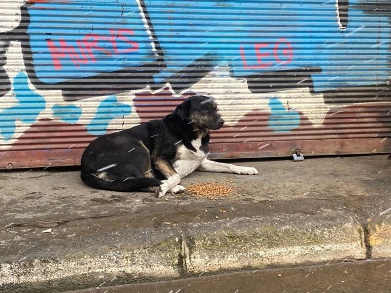 Beyoğlu’ nda kar yağışından etkilenen sokak hayvanlarına mama ve su yardımı

