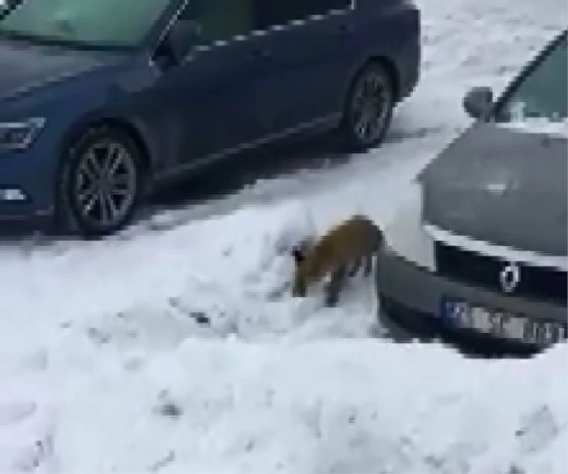 Evlerinin önüne kadar gelen tilkiyi elleriyle beslediler
