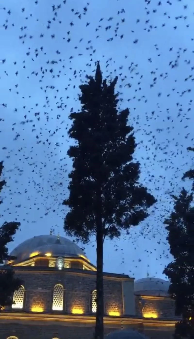 Kar yağışının habercisi sığırcık kuşlarının görsel şöleni
