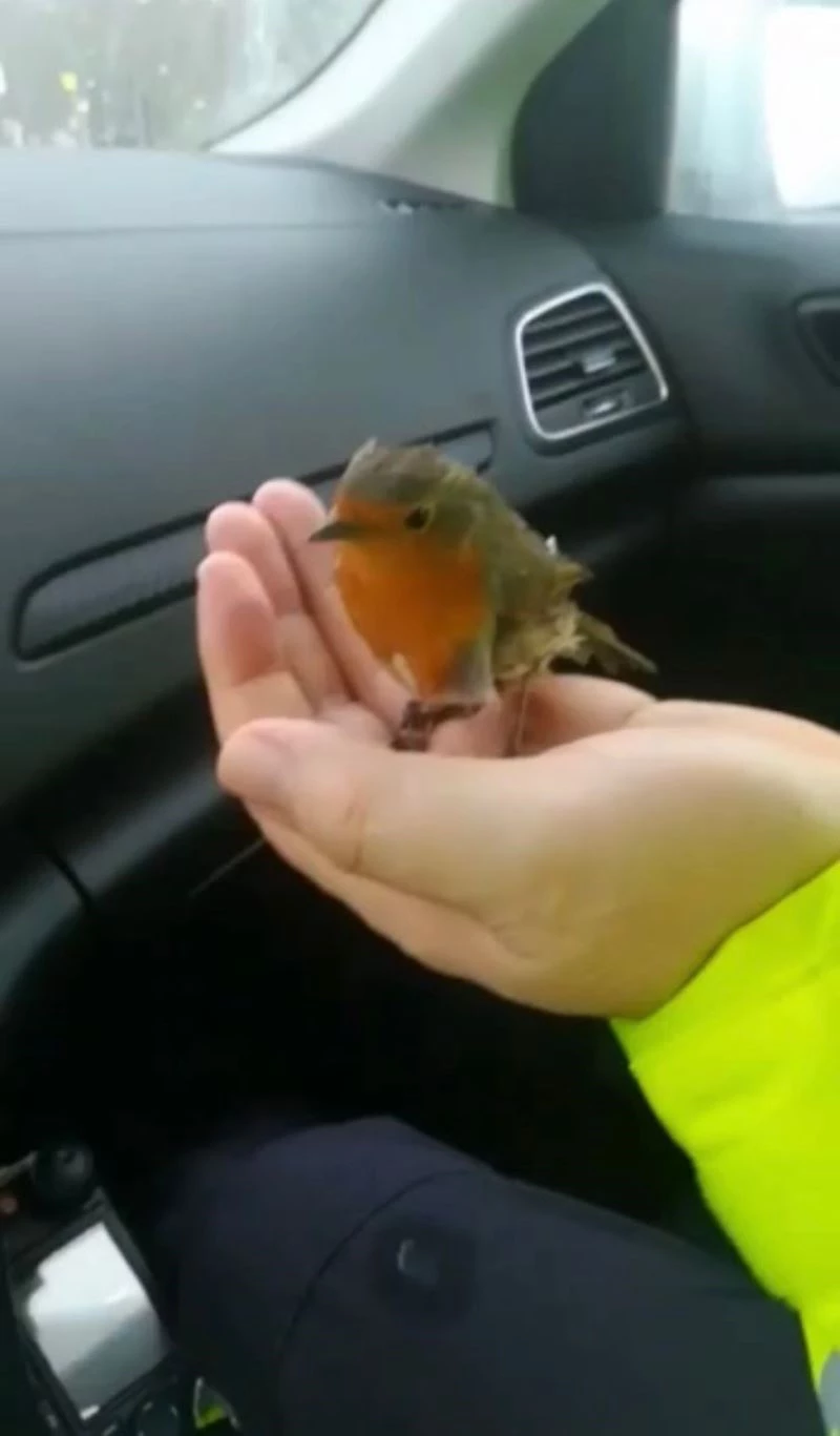 Soğukta donmak üzere olan kuşa polisten şefkat eli
