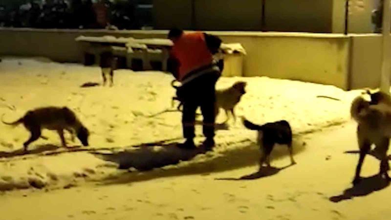 Karla mücadele personelinden aç kalan hayvanlar için anlamlı çağrı
