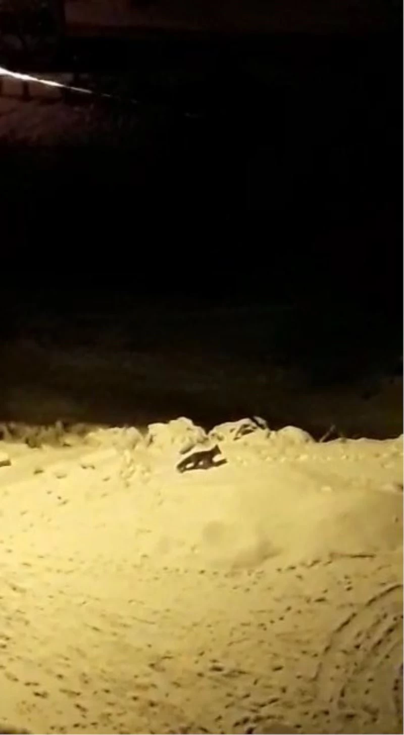 Bursa’da aç kalan tilkiler şehir merkezine indi
