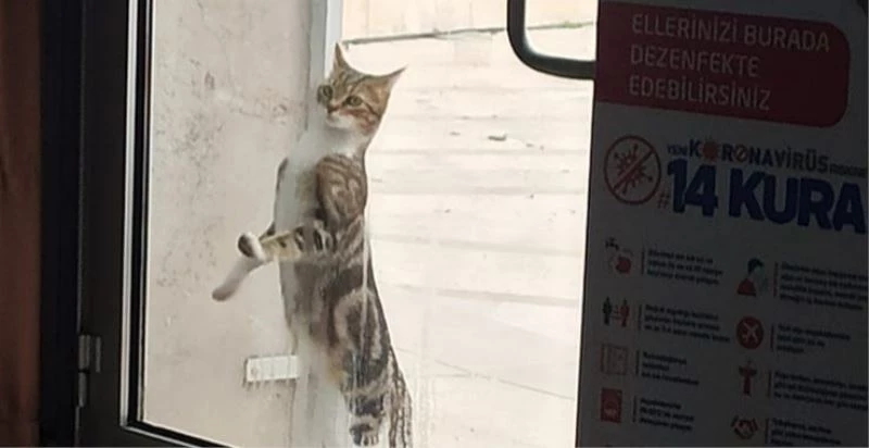 Sıcak bir yuva arıyorlar
