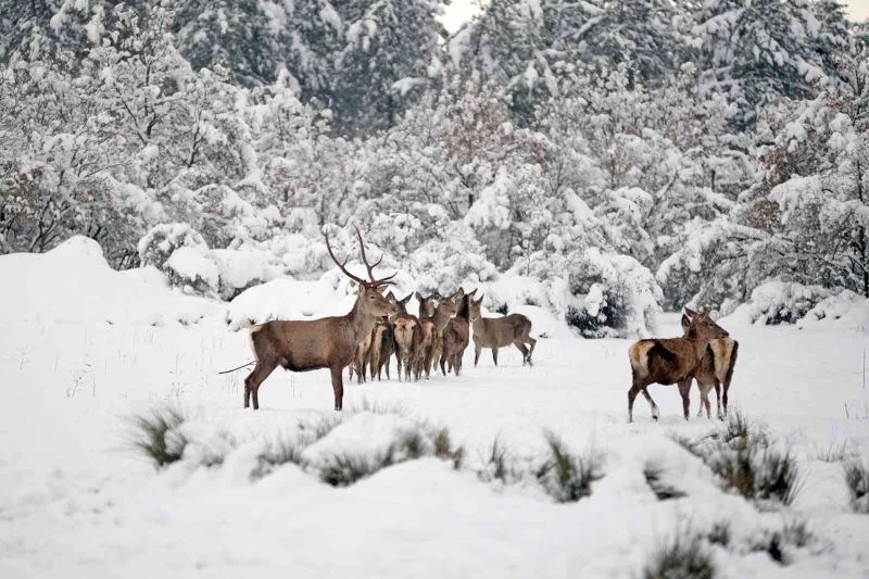 Bursa’nın kızıl geyikleri kan değişimi programlarıyla sağlıklı çoğalıyor
